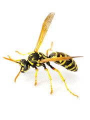 wasp