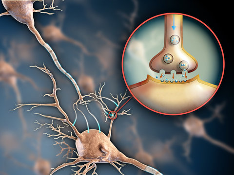 Neuron synapse