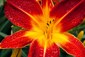 Beautiful red day lily.