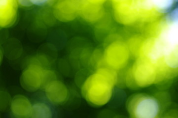 Obraz premium green bokeh
