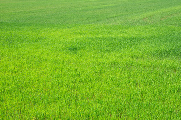 Plakat green grass