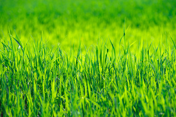 green grass