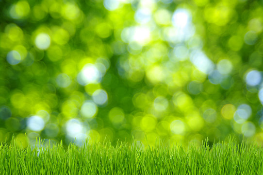 grass and green background