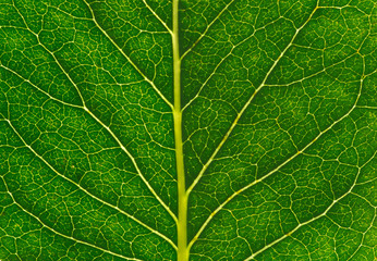 green leaf