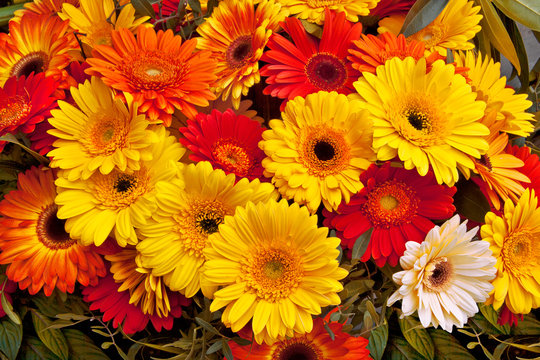 Fototapeta Bouquet of red and yellow gerberas.