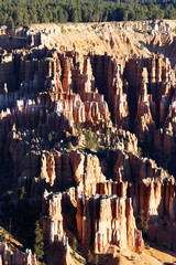 vertical view of Bryce Canyon