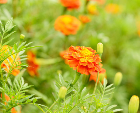 Tagetes flowers with dew closeup photo