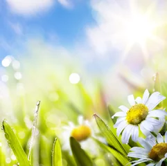 Photo sur Plexiglas Printemps art abstract background springr flower in grass on sun sky