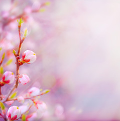 Naklejki  sztuka Piękne wiosenne kwitnące drzewo na tle nieba