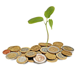 Sapling growing from coins