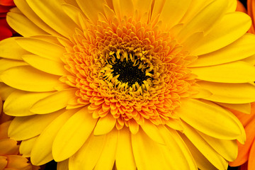 Beautiful yellow gerbera.