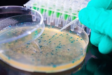Bacterial colony picking for DNA cloning