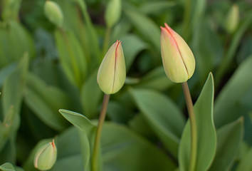 tulips