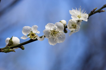 bloom white plum blossom