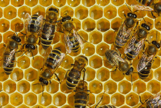 Bees convert nectar