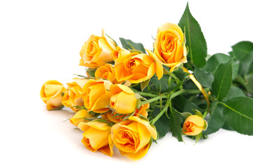 orange roses