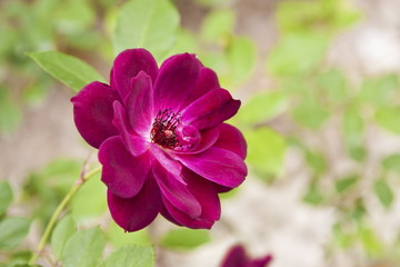 Obraz premium colorful rose