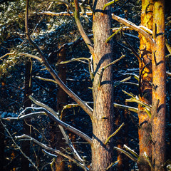 forest