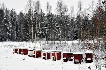Red hives in winter