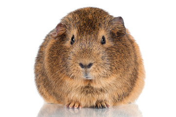 guinea pig close up portrait, isolated on white