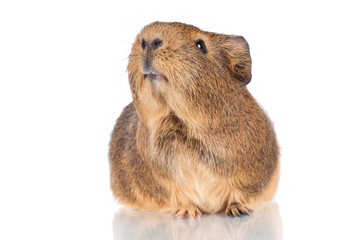 guinea pig close up isolated on white