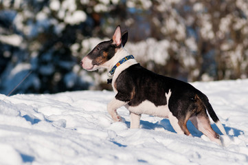 adorable english bull terrier puppy