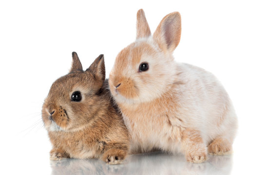 two adorable baby rabbits isolated on white