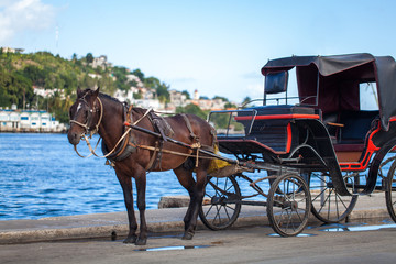 Fototapeta na wymiar Karaiby Kuba przewóz Havana z koniem