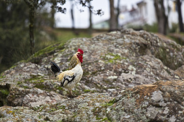Gallo encima de una roca