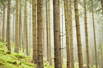 Forest in mystery fog, Czech Republic