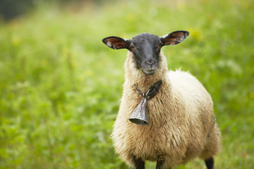 Sheep standing in long green grass on farm