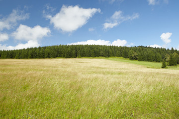 Summer field with forest