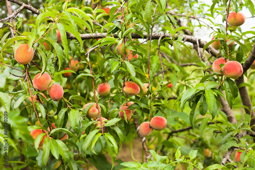 Canvas Prints peaches on a tree