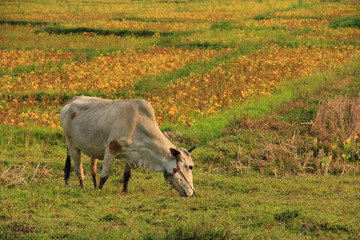 Cow on the field, Phrao, Chiang Mai, Thailand