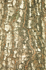Bark of tree texture