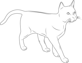 The cat on a white background