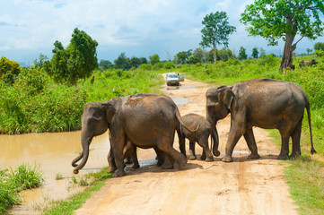 Obraz premium Group of wild elephants