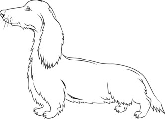 Badger-dog in action on white background