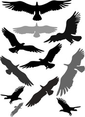Set of silhouettes of flying eagles