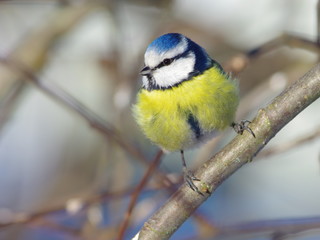 Blue Tit on the branch