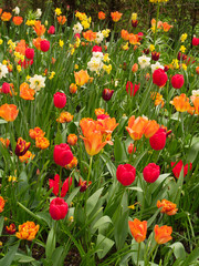 Fototapeta premium Tulips field in Keukenhof Gardens