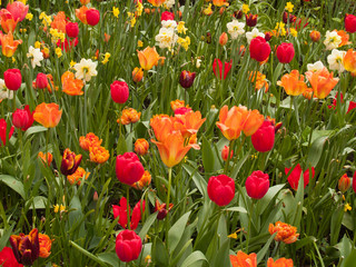 Fototapeta premium Tulips field in Keukenhof Gardens
