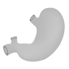 vector stomach illustration