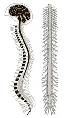 human brian with spinal cord and spinal column