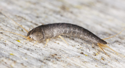 Silverfish or fishmoth sitting on wood, extreme close up