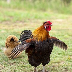 Male Cockerel rooster on guard with hen © sherjaca