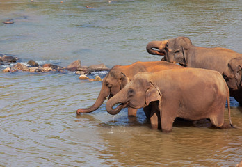 Elephant on Sri Lanka