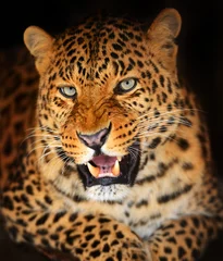 Tuinposter Leopard © kyslynskyy