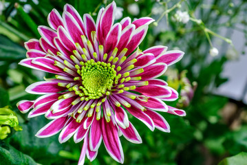 Closeup aster flower