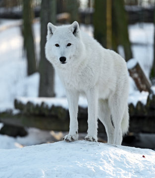 Fototapeta Polar wolf